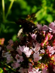 Two-spotted Longhorn bee (Melissodes bimaculatus) visiting oregano flowers (Origanum vulgare)