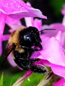 Carpenter bee (Xylocopa) with pollen nectar robbing Phlox paniculata