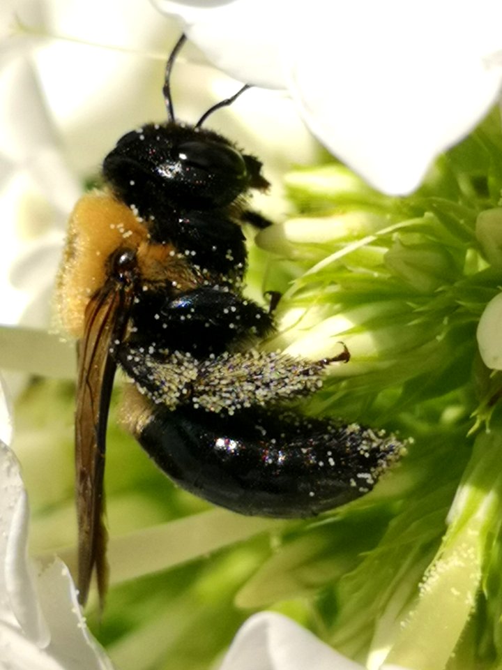 Carpenter bee Xylocopa virginica visiting Phlox paniculata