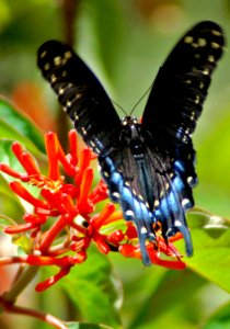 BUTTERFLY 2, NPSphotos.jpg (1)