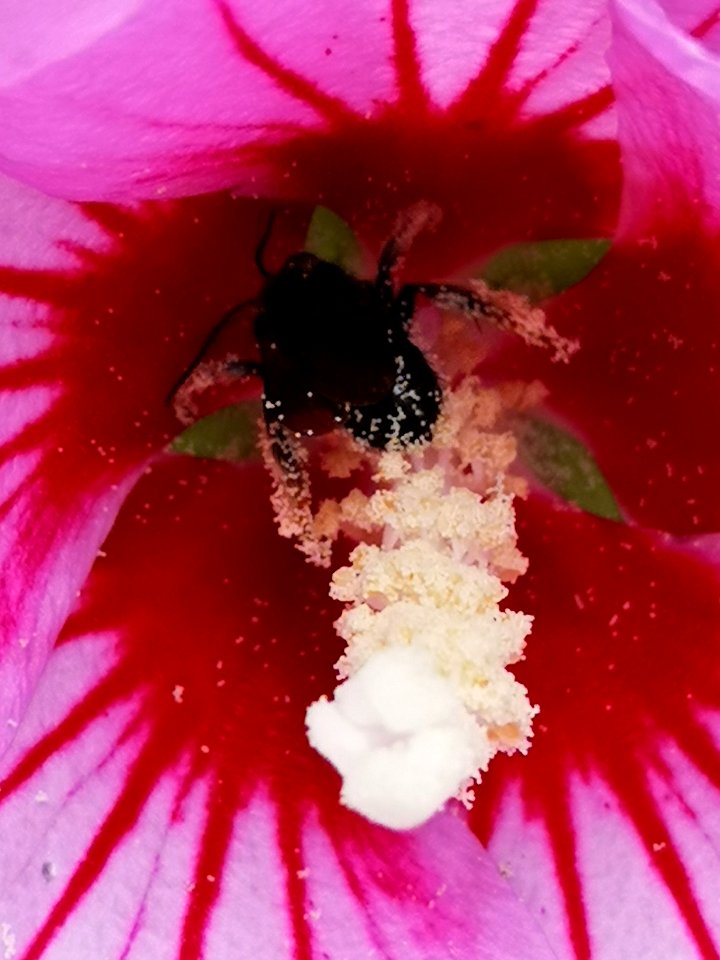 Black bee with long antennae with pollen in rose of Sharon Hibiscus syriacus