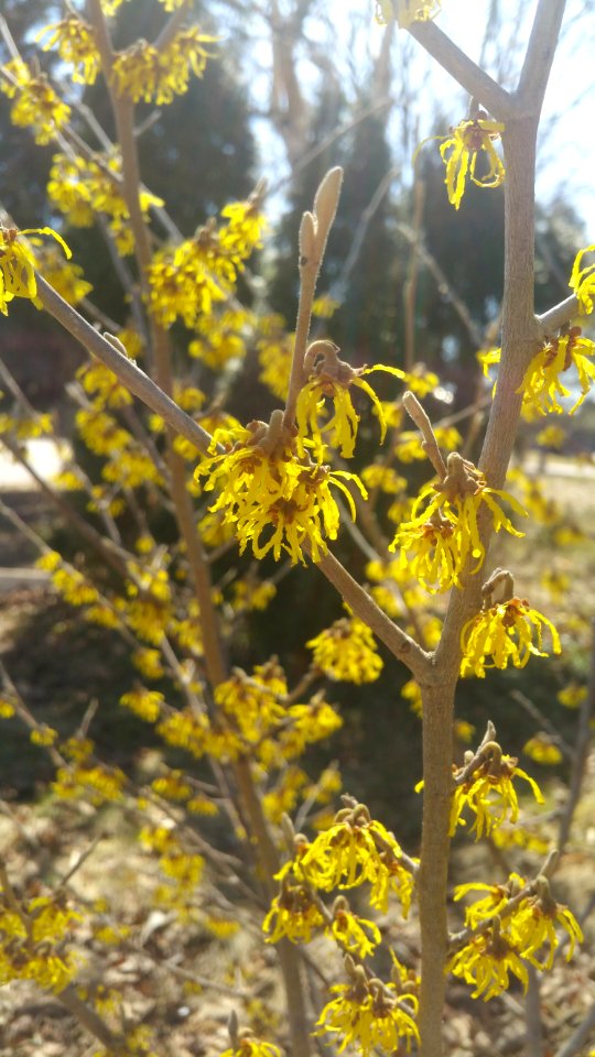 Witch hazel 'Arnold Promise'