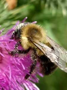 Bumblebee with pollen on thistle