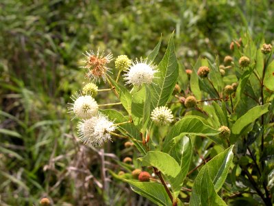 Button Bush, NPSPhoto.jpg