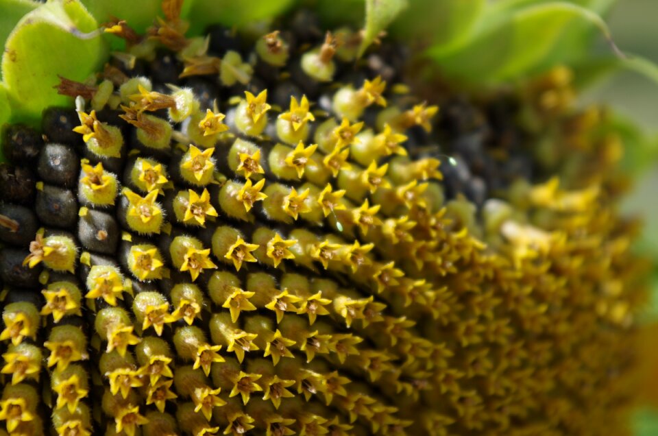 Flower seeds grains