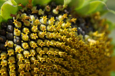 Flower seeds grains