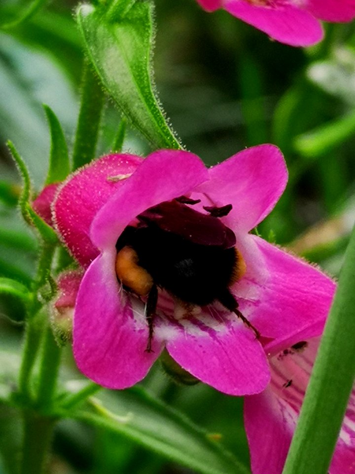 Bumblebee (Bombus) visiting hybrid beardtongue flowers Penstemon Red Rocks