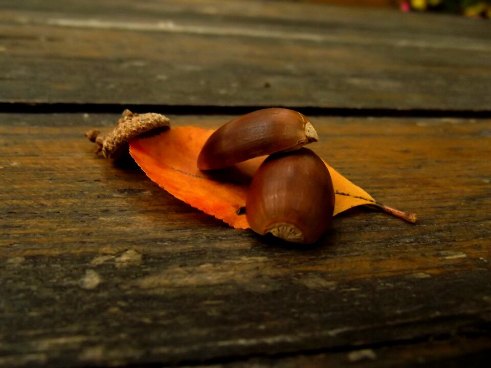 Wood nature brown