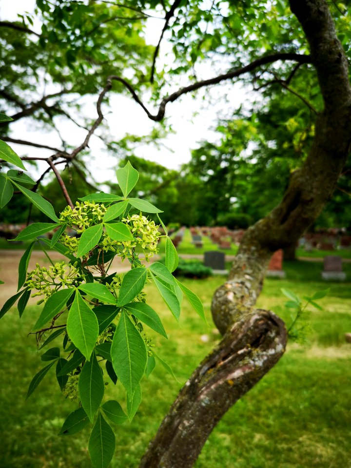 Hop tree (Ptelea trifoliata). Flowers fragrant, smell like fringetree (Chionanthus virginicus) or yellowwood (Cladrastis kentukea).