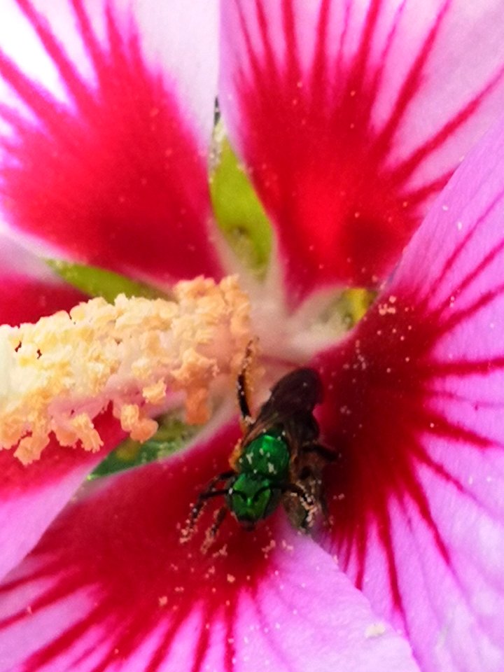 Sweat bee visiting Hibiscus syriacus