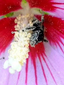 Bee in Hibiscus syriacus
