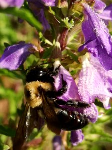 Carpenter bee with dragonhead