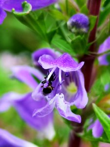 Little critters visiting dragonhead (Dracocephalum moldavica)
