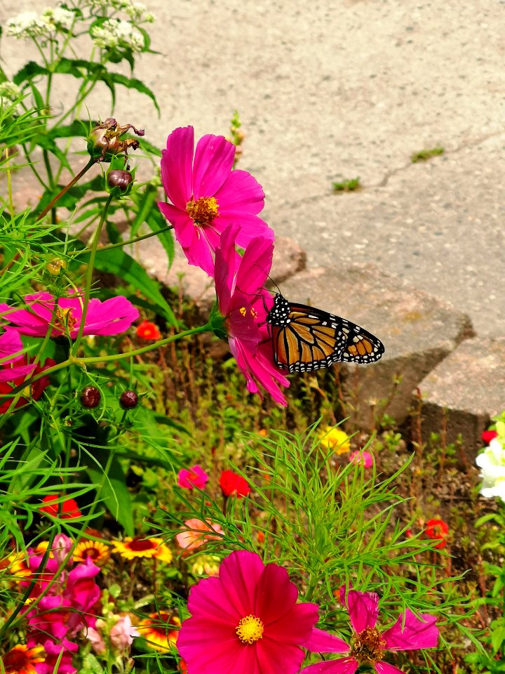 Monarch butterfly Danaus plexippus visiting Cosmos
