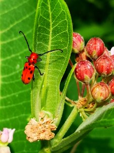 Red milkweed beetle visiting common milkweed (Asclepias syriaca)