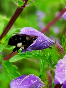 Bumblebee (Bombus sp.) visiting flowers of dragonhead (Dracocephalum moldavica) photo