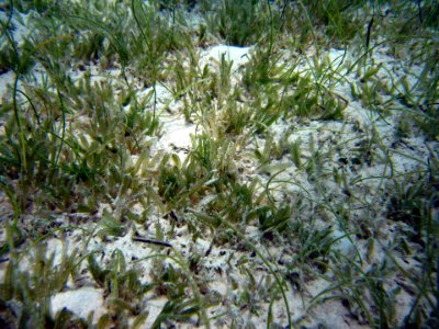 invasive seagrass