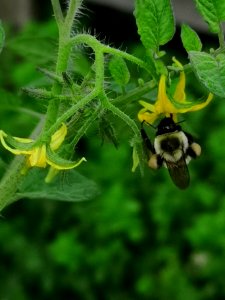 Bumblebee visiting tomato Solanum lycopersicum