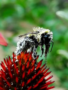 Bumblebee covered with pollen visiting coneflower Echinacea 'Cheyenne Spirit'