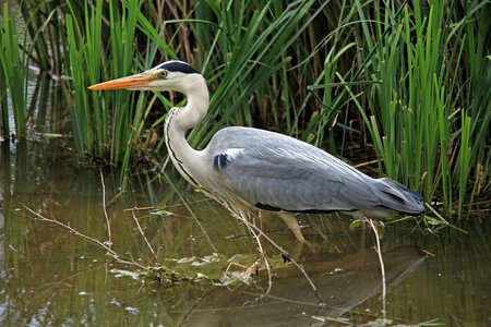 Heron bill intervention