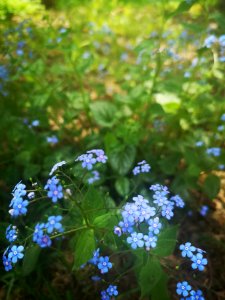 Brunnera