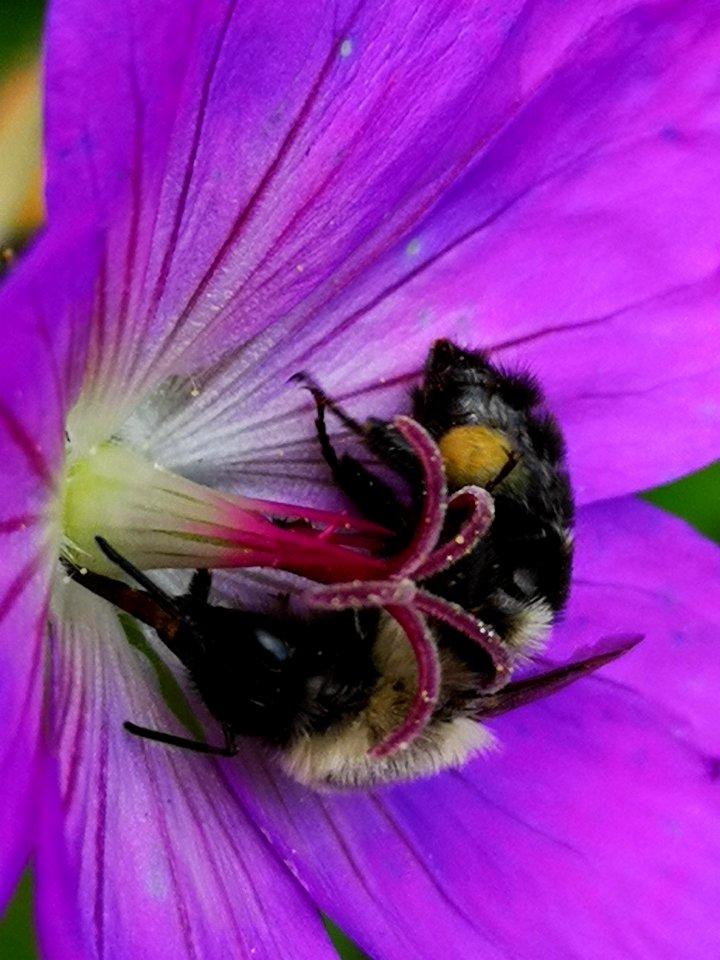 Bumblebee visiting cranesbill Geranium Azure Rush