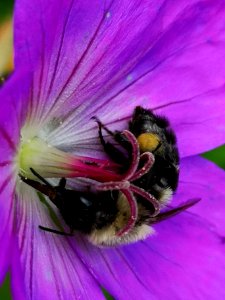 Bumblebee visiting cranesbill Geranium Azure Rush