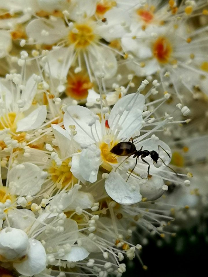 Ants in the false spiraea (Sorbaria sorbifolia 'Sem')