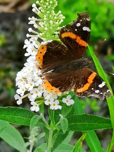 Red admiral butterfly (Vanessa atalanta) visiting butterfly bush Buddleja