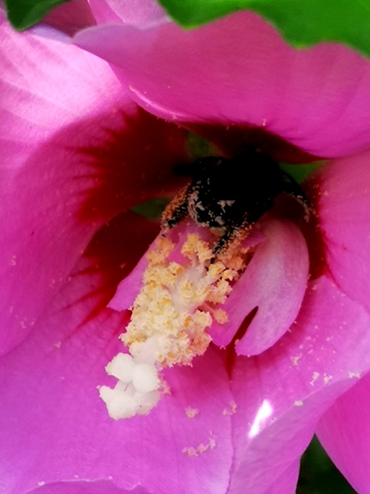 Black bee in rose of Sharon Hibiscus syriacus