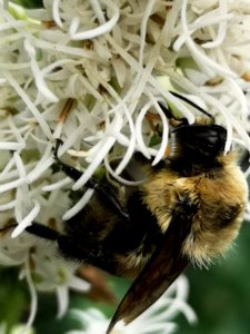 Bumblebees visiting gayfeather Liatris spicata ('Floristan White') photo