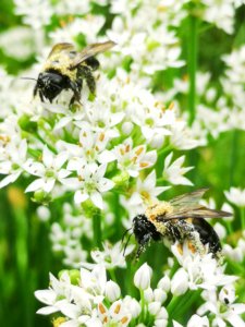Carpenter bee Xylocopa virginica covered in pollen visiting flowers of garlic chives Allium tuberosum