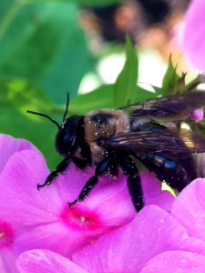 Carpenter bee Xylocopa virginica visiting Phlox paniculata photo