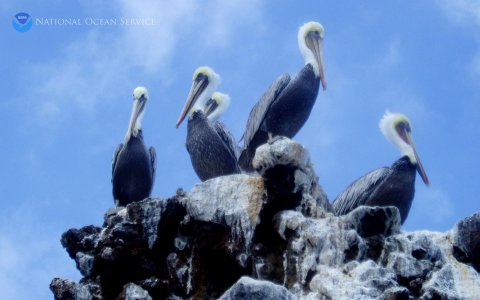 Pelicans photo
