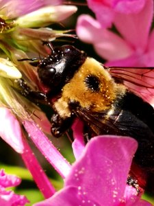 Carpenter bee (Xylocopa) with pollen nectar robbing Phlox paniculata