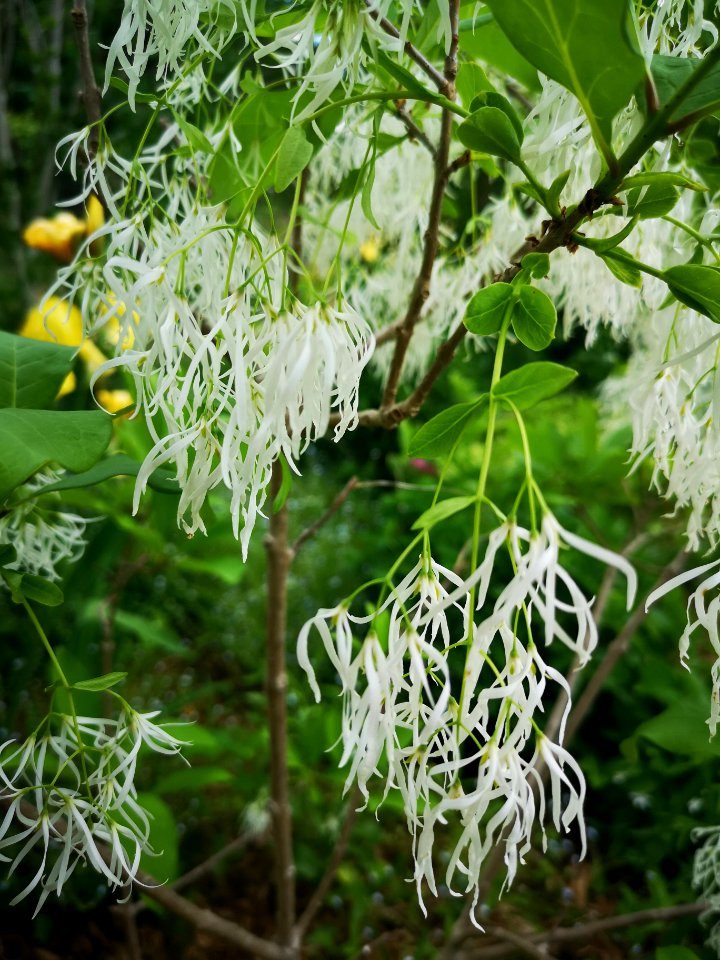 Fringetree (Chionanthus virginicus)