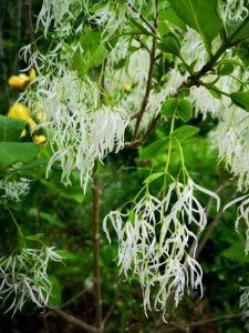 Fringetree (Chionanthus virginicus)
