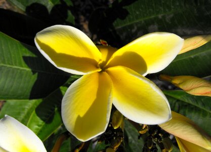 Tropical blossom petals photo