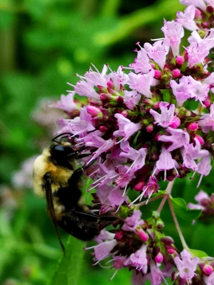 Bumblebee visiting oregano Origanum vulgare