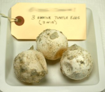 Turtle Eggs photo