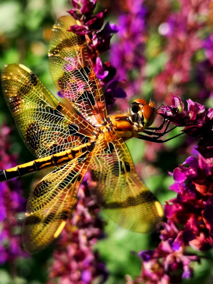 Dragonfly visiting Salvia nemorosa