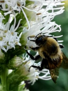 Bumblebee visiting gayfeather (Liatris spicata 'Floristan White'). Flowers have a nice fragrance