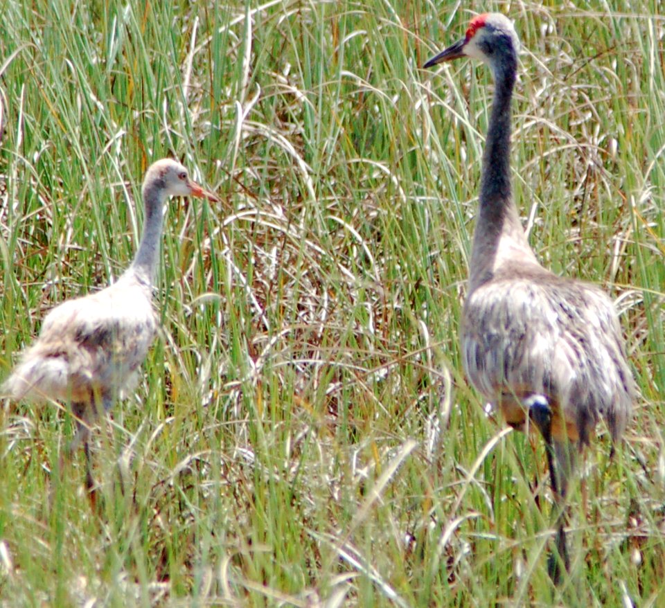 Sandhill Crane and chick, NPSphotos.jpg