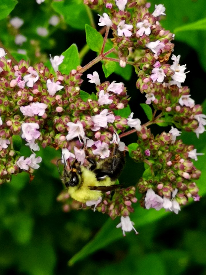 Bumblebee (Bombus sp.) visiting oregano (Origanum vulgare) flowers
