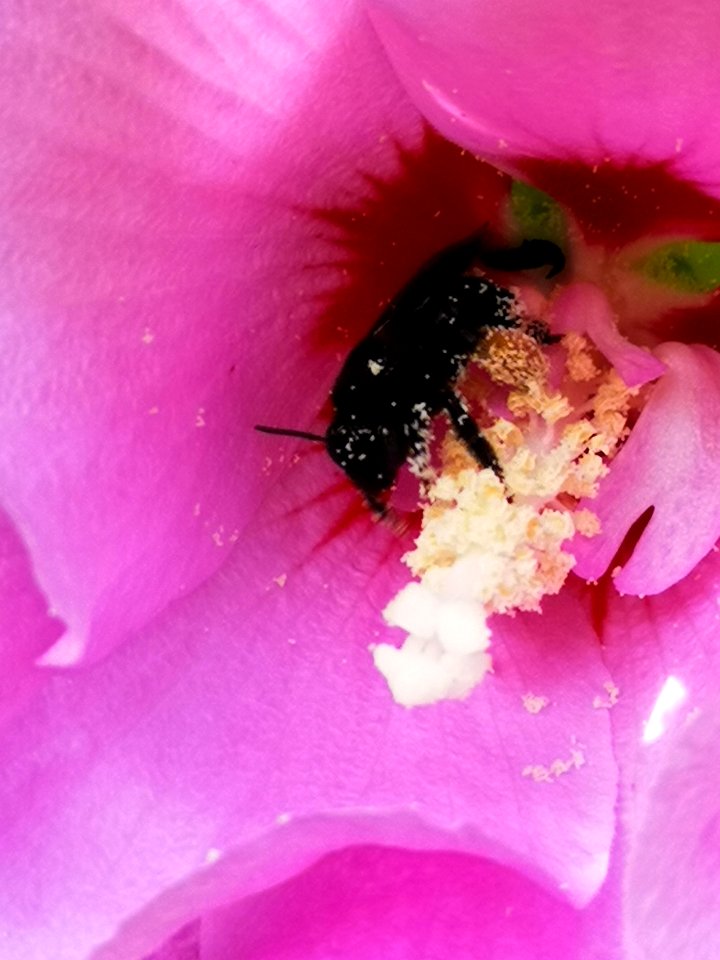 Black bee in rose of Sharon Hibiscus syriacus