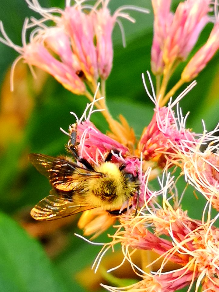 Bee on Joe Pye weed