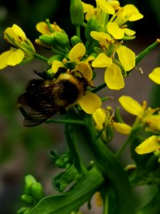 Bumblebee visiting mustard flowers Brassica juncea