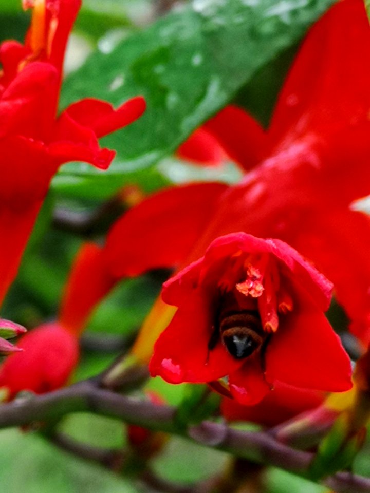 Honeybee visiting montbretia (Crocosmia 'Lucifer')