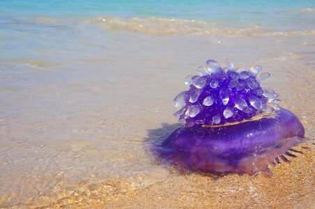 Nature marine wildlife