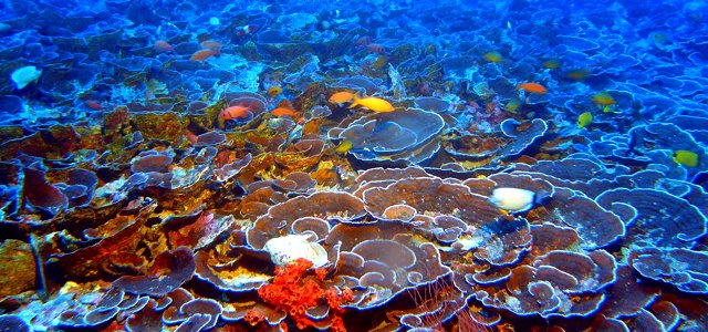 mesophotic corals photo